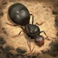 The Ants: Underground Kingdom 1.5.0
