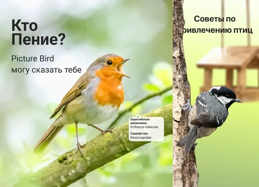 Picture Bird — приложение для фотографирования птиц и быстрое распознавание