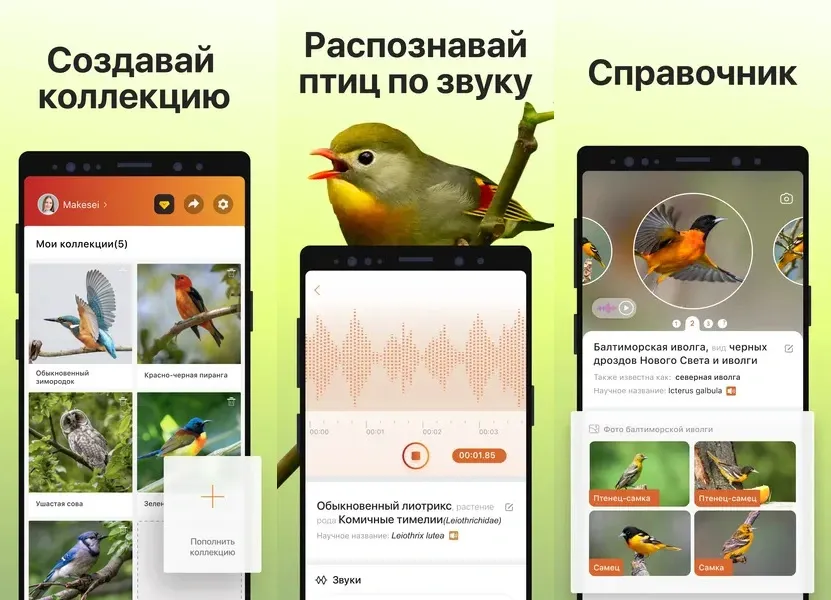 Изучите советы по взаимодействию с птицами с помощью приложения Picture Bird