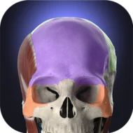 Anatomyka 3.3.0